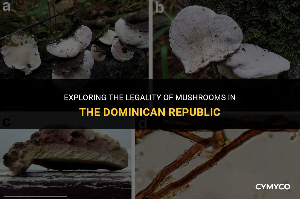 are mushrooms legal in dominican republic