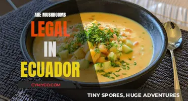 Exploring Ecuador's Laws: The Legal Status of Mushrooms