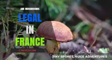 Exploring the Legal Landscape of Mushrooms in France