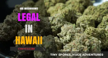 Are Mushrooms Legal in Hawaii? Exploring Psilocybin Laws and Regulations