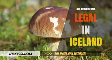 Exploring Iceland's Laws: The Legal Status of Mushrooms