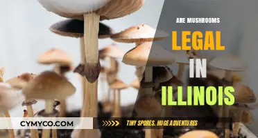 Are Mushrooms Legal in Illinois? Understanding Psilocybin Laws and Regulations