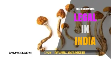 Exploring the Legality of Mushrooms in India: A Comprehensive Guide