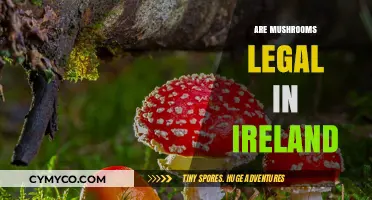 Exploring the Legal Landscape of Mushrooms in Ireland