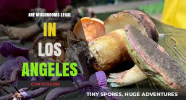 Exploring the Legality of Mushrooms in Los Angeles: A Comprehensive Guide