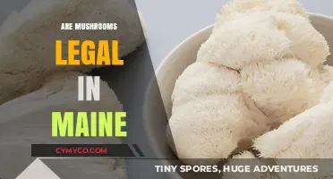 Exploring the Legal Landscape of Mushrooms in Maine