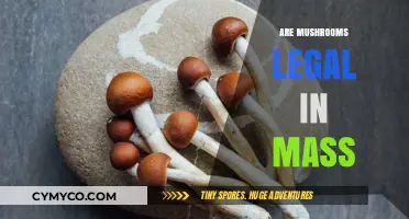 Exploring the Legality of Mushrooms in Massachusetts: A Comprehensive Guide