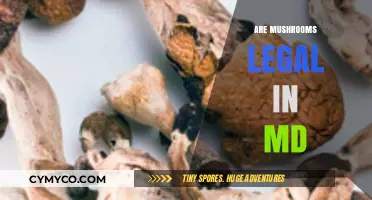 Exploring the Legal Landscape of Mushrooms in Maryland