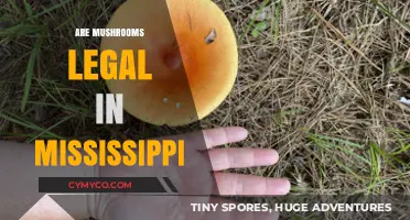 Exploring the Legal Landscape of Mushrooms in Mississippi