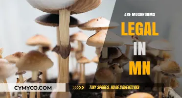 Are Mushrooms Legal in MN? Understanding Minnesota's Psilocybin Laws