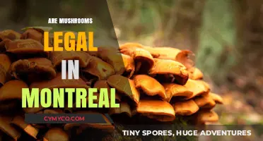 Exploring the Legality of Mushrooms in Montreal: A Comprehensive Guide