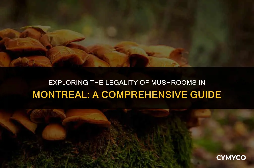 are mushrooms legal in montreal