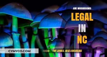 Are Mushrooms Legal in NC? Understanding North Carolina's Psilocybin Laws