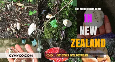 Exploring the Legality of Mushrooms in New Zealand: A Comprehensive Guide