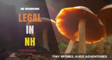 Exploring the Legal Landscape of Mushrooms in New Hampshire