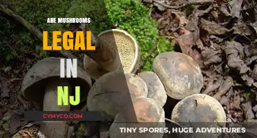 Exploring the Legal Landscape of Mushrooms in New Jersey