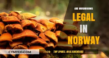Exploring the Legal Landscape of Mushrooms in Norway