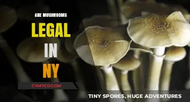Are Mushrooms Legal in NY? Understanding Psilocybin Laws in New York