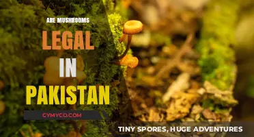 Exploring the Legality of Mushrooms in Pakistan: A Comprehensive Guide