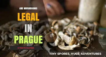 Exploring Prague's Psychedelic Scene: Are Mushrooms Legal?