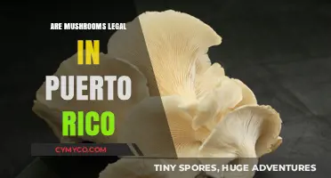Exploring the Legal Landscape of Mushrooms in Puerto Rico