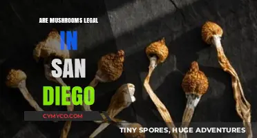 Exploring the Legality of Mushrooms in San Diego: A Comprehensive Guide