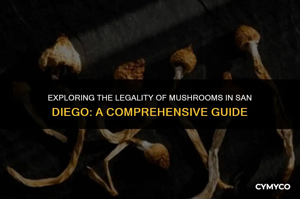 are mushrooms legal in san diego
