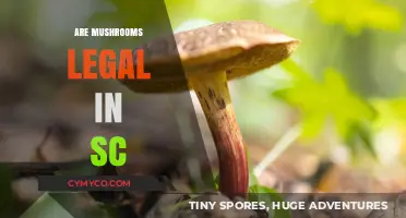 Exploring the Legal Landscape of Mushrooms in South Carolina