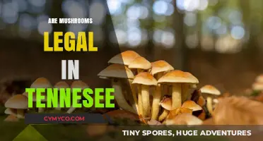 Exploring the Legal Landscape of Mushrooms in Tennessee