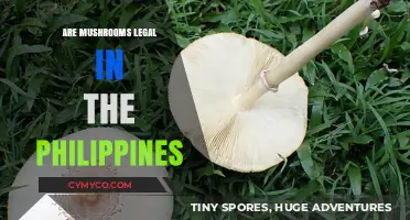 Exploring the Legality of Mushrooms in the Philippines: A Comprehensive Guide