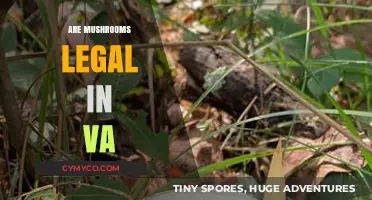 Are Mushrooms Legal in Virginia? Understanding Current Laws and Regulations