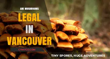 Exploring Vancouver's Legal Landscape: Are Mushrooms Permitted?