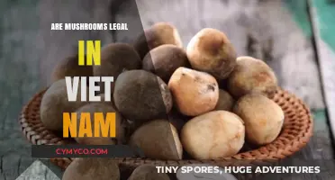 Exploring the Legality of Mushrooms in Vietnam: A Comprehensive Guide