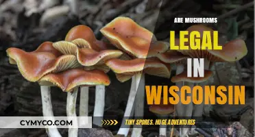 Are Mushrooms Legal in Wisconsin? Understanding the Current Laws