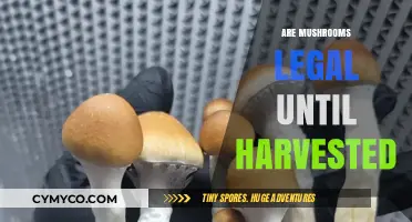 Exploring the Legal Landscape of Mushrooms: From Growth to Harvest