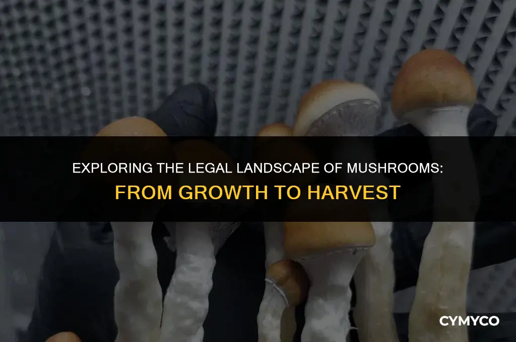 are mushrooms legal until harvested
