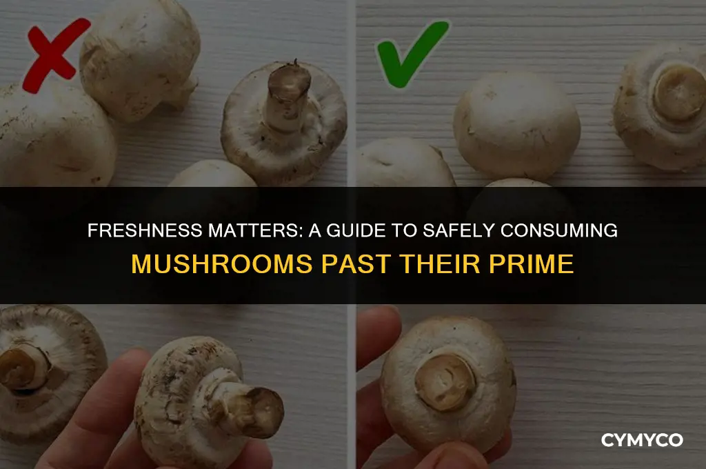 are mushrooms ok to eat out of date