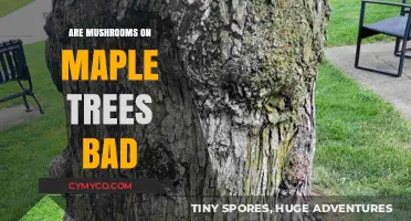 Decoding Nature's Symbiosis: Are Mushrooms on Maple Trees Harmful?