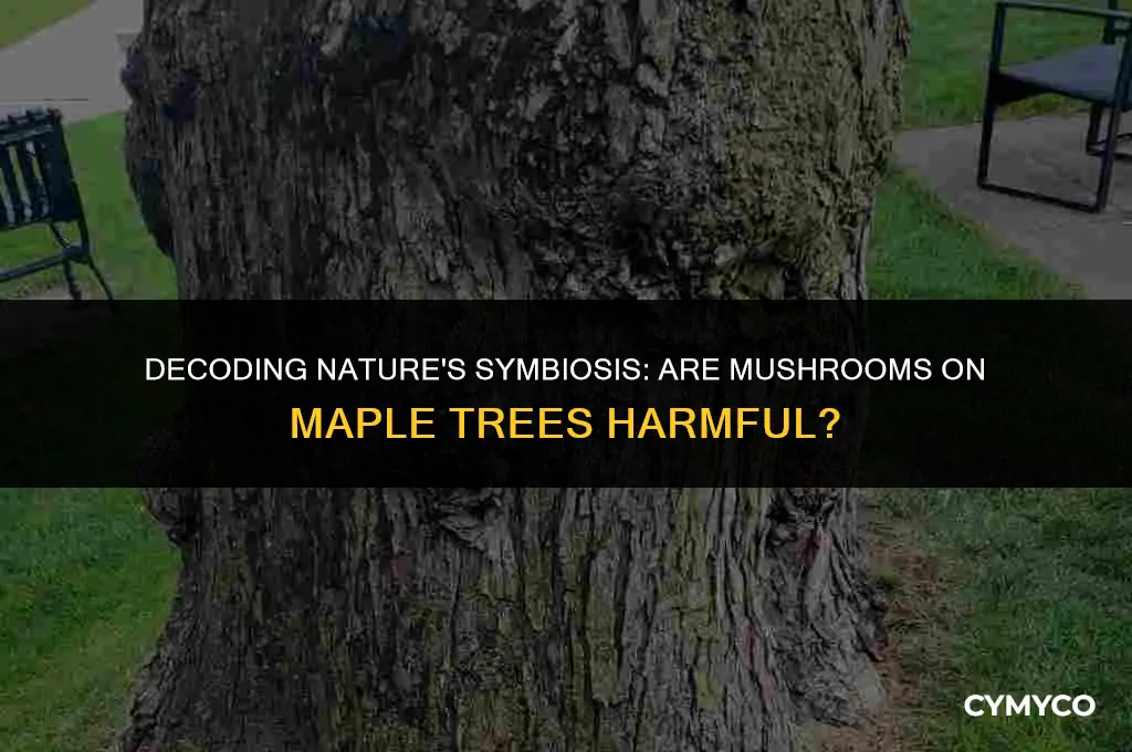 are mushrooms on maple trees bad