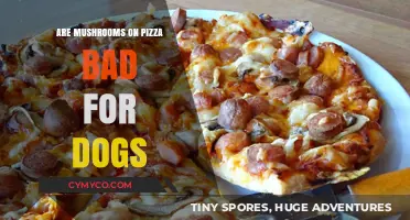 Can Dogs Eat Mushroom Pizza? A Complete Guide for Pet Owners