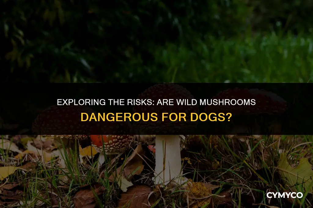 are mushrooms outside bad for dogs