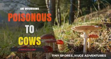 Toxic Truth: Are Mushrooms Poisonous to Cows?