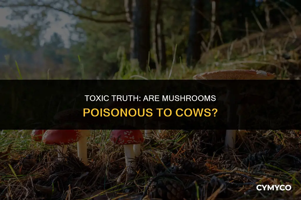 are mushrooms poisonous to cows