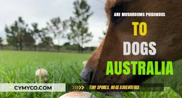 Toxic Treats Down Under: Are Mushrooms Poisonous to Dogs in Australia?