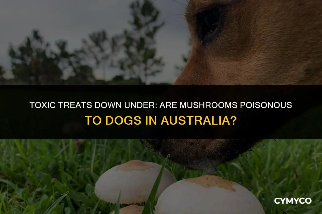 are mushrooms poisonous to dogs australia