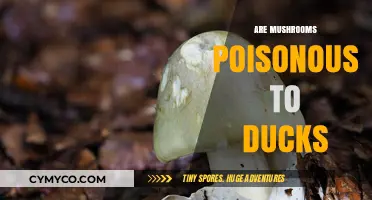 Toxic Treats: The Hidden Danger of Mushrooms for Ducks