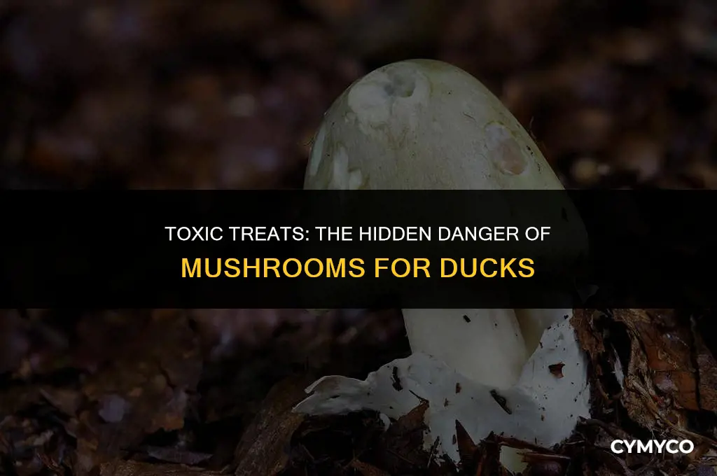 are mushrooms poisonous to ducks