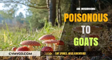 Toxic Treats: Are Mushrooms Safe for Goats to Nibble?