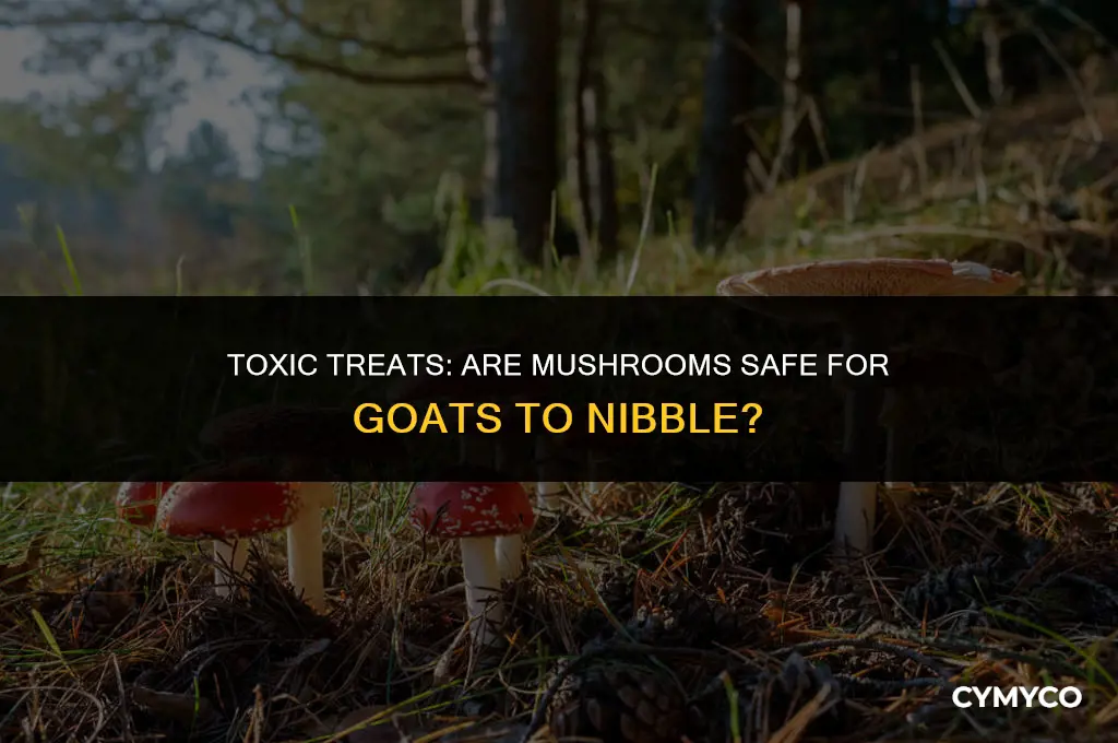 are mushrooms poisonous to goats