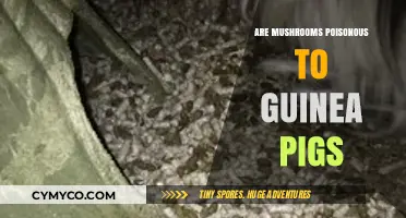 Toxic Treats: Are Mushrooms Safe for Guinea Pigs?